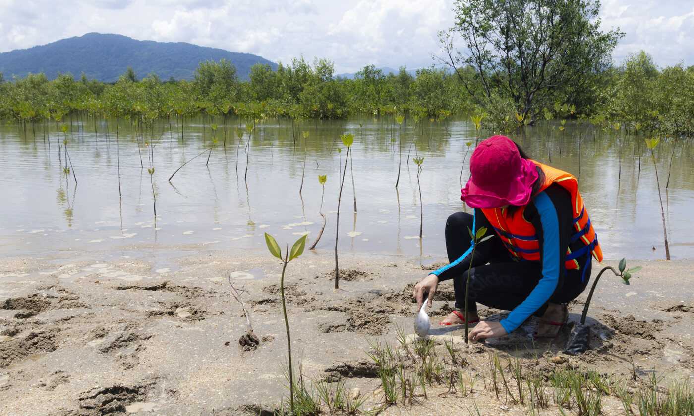 A woman planting trees in a marshy area of Nepal
